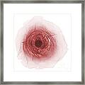 X-ray Of A Rose #2 Framed Print