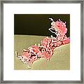Activated Platelets, Sem #10 Framed Print