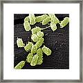 E. Coli Bacteria, Sem #10 Framed Print