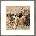 Grizzly Bear Ursus Arctos Horribilis #10 Framed Print