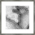 Marburg Virus, Tem #10 Framed Print