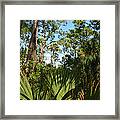 11- Everglades Forest Framed Print