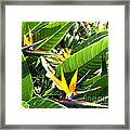 Flowers Of The Forest Series #11 Framed Print