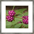 1109-6879 American Beautyberry Or French Mulberry Framed Print