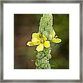 1209-1169 - Mullein Plant And Spotted Cucumber Beetle Framed Print