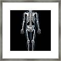 Human Skeleton, Artwork #13 Framed Print