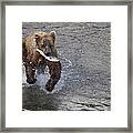 Grizzly Bear Ursus Arctos Horribilis #14 Framed Print