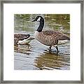 Canadian Geese #15 Framed Print