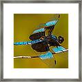 Dragonfly #15 Framed Print