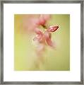 A Touch Of Pink #2 Framed Print