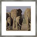 African Elephant Loxodonta Africana #2 Framed Print