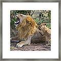 African Lion Panthera Leo Seven #2 Framed Print