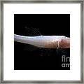 Alabama Cavefish #2 Framed Print