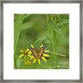 American Painted Lady #2 Framed Print