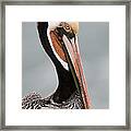 Brown Pelican In Breeding Plumage La Framed Print
