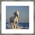 Camargue Horse Equus Caballus Running #2 Framed Print