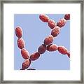 Candida Fungus, Artwork #2 Framed Print