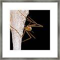 Chinese Cave Cricket #2 Framed Print