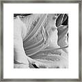 Daylily In Black And White #2 Framed Print