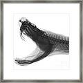 Eastern Diamondback Rattlesnake, X-ray #2 Framed Print