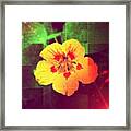 #flower #gang_family #gf_daily #2 Framed Print