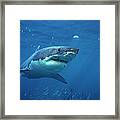 Great White Shark Carcharodon #2 Framed Print