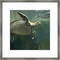 Green Sea Turtle Chelonia Mydas #2 Framed Print