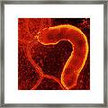 Helicobacter Pylori Bacterium #2 Framed Print