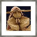 Human Flea, Sem #2 Framed Print