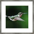 Hummingbird In Flight #5 Framed Print