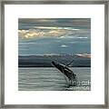 Humpback Whale #2 Framed Print