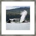 Humpback Whale Megaptera Novaeangliae #2 Framed Print