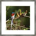 Madagascar Paradise Flycatcher #2 Framed Print