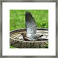 Mourning Dove #2 Framed Print