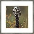 Northern Saw Whet Owl Perching #2 Framed Print