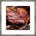 Para Toad #2 Framed Print