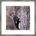 Pileated Woodpecker #2 Framed Print