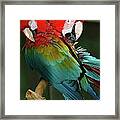 2 Red Macaws Framed Print