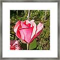 #rose #flowers #flower #pink #green #2 Framed Print
