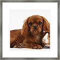 Ruby Cavalier King Charles Spaniel Pup #2 Framed Print