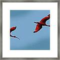 Scarlet Ibis Framed Print