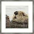 Sea Otter Elkhorn Slough Monterey Bay #2 Framed Print