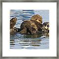Sea Otter Mother And Pup Elkhorn Slough Framed Print