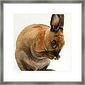 Sooty-fawn Dwarf Rex Rabbit #7 Framed Print