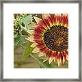 Sunflower #1 Framed Print