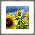 Sunflowers #2 Framed Print