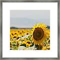 Sunflowers #2 Framed Print