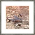 Swan In The Lake #2 Framed Print