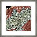 Tongue Bacteria, Sem #2 Framed Print