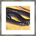 West African Caecilian #2 Framed Print